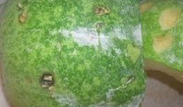 膨大瓜可以吃吗,安全食用与营养价值的探索