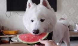 萨摩耶吃瓜图片,萌态十足引网友爆笑