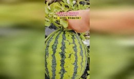 怎么吃瓜会吃到无籽瓜,吃瓜新体验