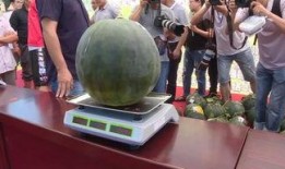 农村节日吃瓜视频,瓜果飘香，共度欢乐农村节日