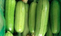 直播吃西葫芦吃瓜视频,网红主播现场品尝西葫芦，吃瓜群众围观热议