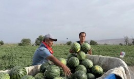 郓城吃瓜吧,揭秘当地特色美食与风土人情