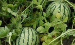 有才华的吃瓜,揭秘娱乐圈幕后风云