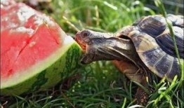 小王八吃瓜,揭秘娱乐圈幕后故事