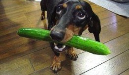 狗吃生瓜,探索生瓜的诱惑