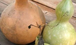 天天吃葫芦瓜好吗,健康生活每一天