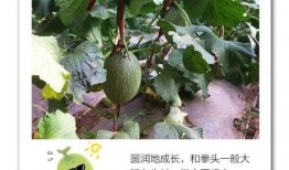 18线吃瓜,吃瓜群众的日常