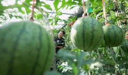 怎么吃瓜会吃到无籽瓜,吃瓜新体验