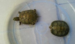 小王八吃瓜,揭秘娱乐圈幕后故事