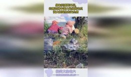 缅甸边境吃瓜,一场别开生面的“吃瓜”盛宴