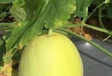 梦见大瓜准备吃,揭秘食欲与愿望的奇妙交织