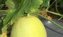 梦见大瓜准备吃,揭秘食欲与愿望的奇妙交织