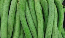 夏天吃瓜季节丝瓜,清凉解暑的绿色美食之旅