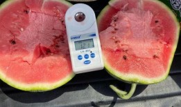 吃瓜粉红色,揭秘吃瓜粉的甜蜜诱惑