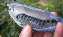 猫屎瓜咋吃,探索美味食用的秘诀