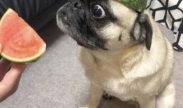 吃瓜表情怎么没有,揭秘“吃瓜表情”背后的网络文化现象