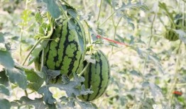 网红吃瓜营地,揭秘娱乐圈幕后风云