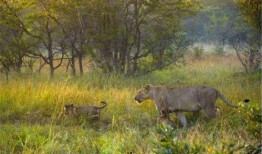 花豹和狮子吃瓜,花豹与狮子共赴瓜田盛宴