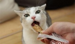 猫咪可以吃贝贝瓜么,揭秘猫咪饮食中的新选择
