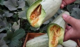 孕妇吃的瓜,营养美味两不误