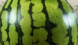 吃瓜动作表演图片