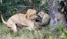 花豹和狮子吃瓜,花豹与狮子共赴瓜田盛宴