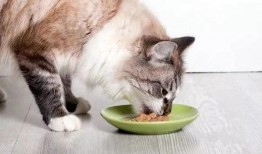 猫咪可以吃贝贝瓜么,揭秘猫咪饮食中的新选择
