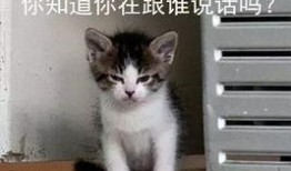 吃瓜看戏的喵哥,揭秘娱乐圈幕后风云