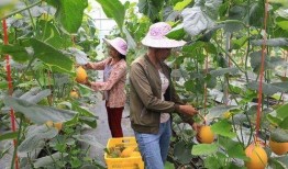 网红吃瓜营地,揭秘娱乐圈幕后风云