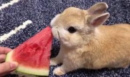 兔子吃夏瓜吗怎么吃,兔子如何享用夏瓜美味