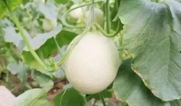 藁城最新吃瓜事件,揭秘背后真相与网络热议