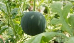 吃瓜老谭,揭秘娱乐圈背后的那些事儿