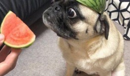 吃瓜无情,揭秘网络舆论场的真实面貌